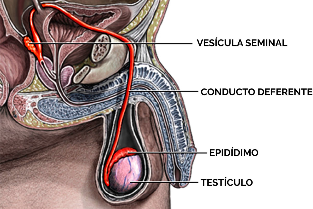 Anatomía genital masculina