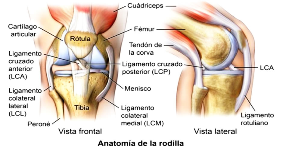 anatomia de la rodilla